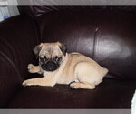 Small Photo #4 Pug Puppy For Sale in NEW CASTLE, IN, USA