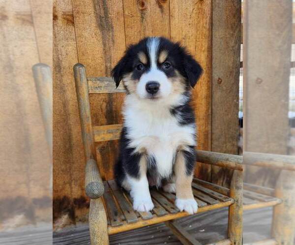 Full screen Photo #1 Miniature Australian Shepherd Puppy For Sale in SANDOWN, NH, USA