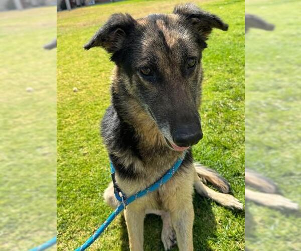 Medium Photo #2 German Shepherd Dog Puppy For Sale in Riverside, CA, USA