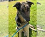 Small #1 German Shepherd Dog