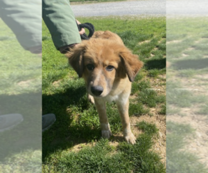 Australian Shepherd-Great Pyrenees Mix Dogs for adoption in Unionville, PA, USA