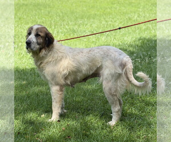 Medium Photo #2 Great Pyrenees Puppy For Sale in Yardley, PA, USA