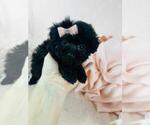Small #24 Poodle (Toy)