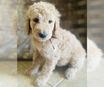 Puppy Maroon Puppy Goldendoodle