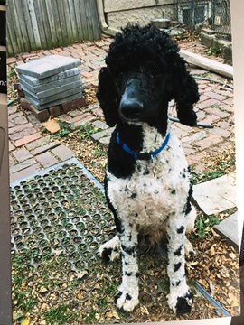 Medium Photo #1 Poodle (Standard) Puppy For Sale in COUNCIL BLUFFS, IA, USA