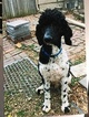 Small Photo #1 Poodle (Standard) Puppy For Sale in COUNCIL BLUFFS, IA, USA