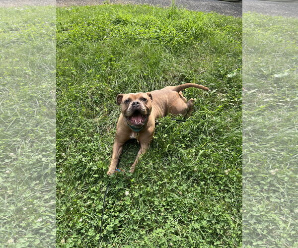 Medium Photo #2 American Bulldog-Unknown Mix Puppy For Sale in Derwood, MD, USA