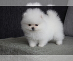 Small Photo #7 Pomeranian Puppy For Sale in MIAMI, FL, USA