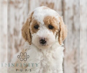 Goldendoodle (Miniature) Puppy for sale in SUNBURY, PA, USA