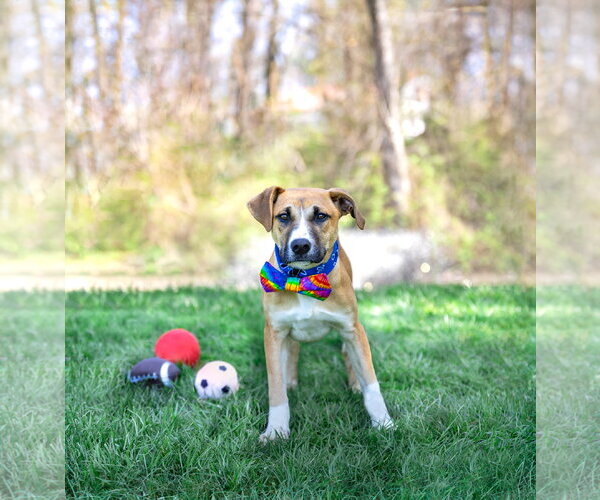 Medium Photo #10 Mutt Puppy For Sale in Unionville, PA, USA