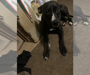 American Pit Bull Terrier-Labrador Retriever Mix Puppy for sale in ATLANTA, GA, USA