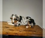 Small Photo #1 Australian Shepherd Puppy For Sale in INDIANAPOLIS, IN, USA