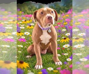 Mutt Dogs for adoption in Forestville, MD, USA
