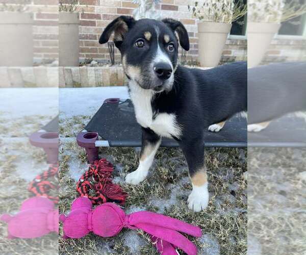 Medium Photo #4 Alaskan Malamute-Unknown Mix Puppy For Sale in Oak Bluffs, MA, USA