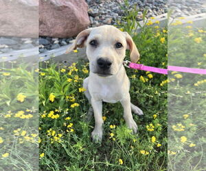 Great Dane-Labrador Retriever Mix Dogs for adoption in Duluth, MN, USA