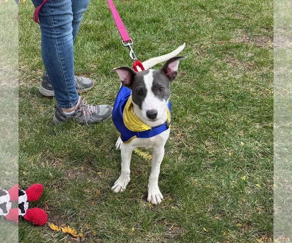 Medium Photo #3 Coonhound-Unknown Mix Puppy For Sale in GILBERTS, IL, USA