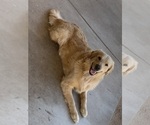 Small Photo #1 Golden Retriever Puppy For Sale in PHOENIX, AZ, USA