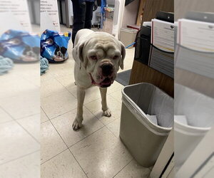 American Bulldog Dogs for adoption in Stockton, CA, USA