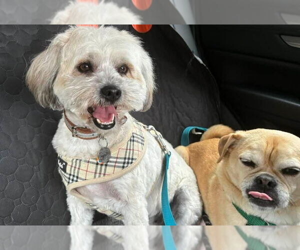 Medium Photo #11 Mutt Puppy For Sale in New York, NY, USA