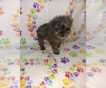 Small Poodle (Toy)