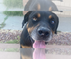 Rottweiler Dogs for adoption in Gilbert, AZ, USA