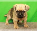 Small Photo #2 Pugshire Puppy For Sale in SHAWNEE, OK, USA