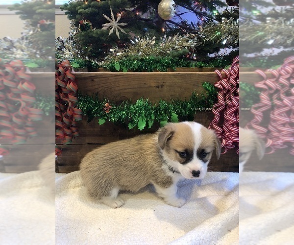 Medium Photo #3 Pembroke Welsh Corgi Puppy For Sale in REDDING, CA, USA