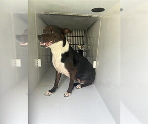 Mutt Dogs for adoption in Houston, TX, USA