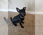 Small Photo #4 Dachshund-Labrador Retriever Mix Puppy For Sale in Princeton, MN, USA