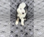 Small Photo #60 Australian Shepherd Puppy For Sale in SALISBURY, NC, USA