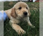 Small Photo #1 Golden Retriever Puppy For Sale in WAYNESBORO, PA, USA