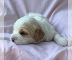 Small #2 Cavapoo