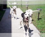 Small Photo #1 Dalmatian Puppy For Sale in PORT SAINT LUCIE, FL, USA