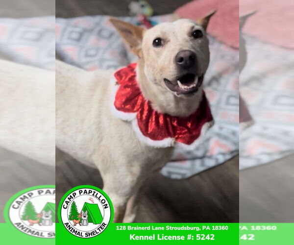 Medium Photo #4  Puppy For Sale in , 