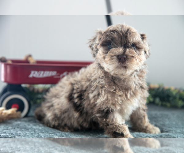 Medium Photo #2 Poodle (Miniature)-Portuguese Water Dog Mix Puppy For Sale in FREDERICKSBURG, OH, USA