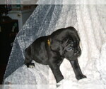 Small Photo #3 Cane Corso Puppy For Sale in SEABECK, WA, USA