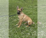Small #7 German Shepherd Dog