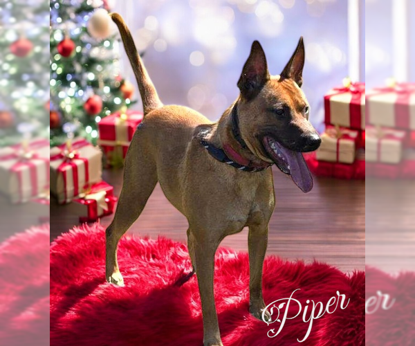 Medium Photo #6 Mutt Puppy For Sale in LOGANVILLE, GA, USA