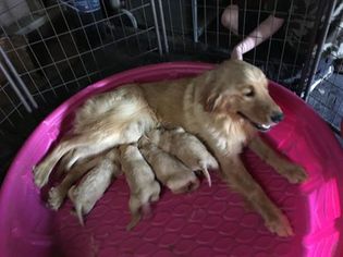 Mother of the Golden Retriever puppies born on 05/04/2017