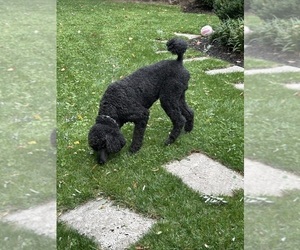 Father of the Goldendoodle puppies born on 12/10/2025