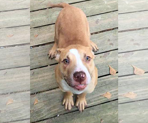 Medium Photo #8 Mutt Puppy For Sale in Murfreesboro, NC, USA