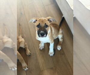 Mutt Dogs for adoption in Dana Point, CA, USA