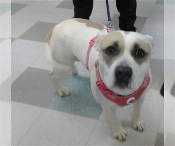 Medium Photo #1 Mutt Puppy For Sale in Oklahoma City, OK, USA