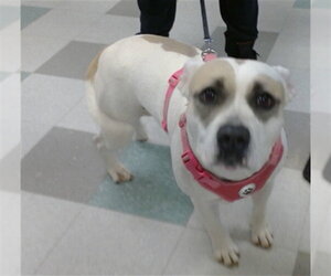 Mutt Dogs for adoption in Oklahoma City, OK, USA