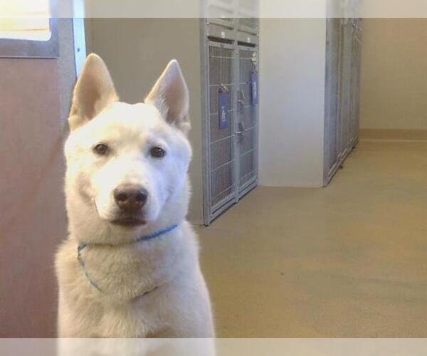 Medium Photo #1 Siberian Husky-Unknown Mix Puppy For Sale in Sacramento, CA, USA