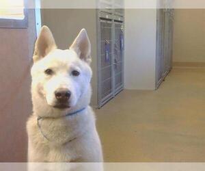 Siberian Husky-Unknown Mix Dogs for adoption in Sacramento, CA, USA