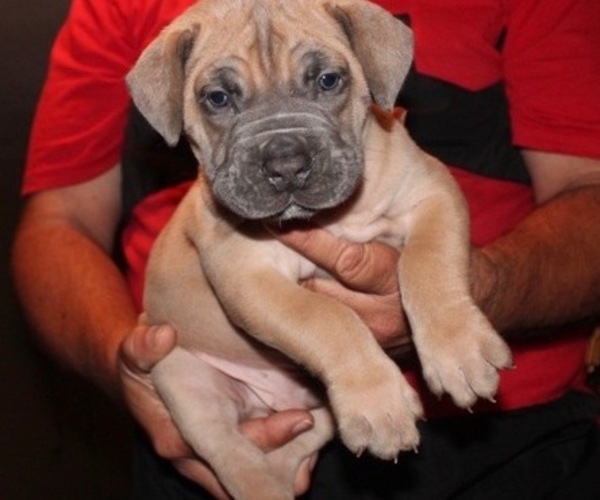 Medium Photo #1 Boerboel Puppy For Sale in HOLLYWOOD, FL, USA