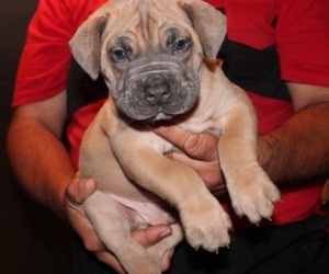 Boerboel Puppy for sale in HOLLYWOOD, FL, USA