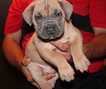 Small Photo #1 Boerboel Puppy For Sale in HOLLYWOOD, FL, USA