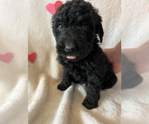 Goldendoodle Puppy for Sale in HARROGATE, Tennessee USA